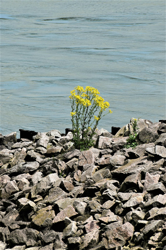 地下管网水质监测系统 地下管网水质监测系统